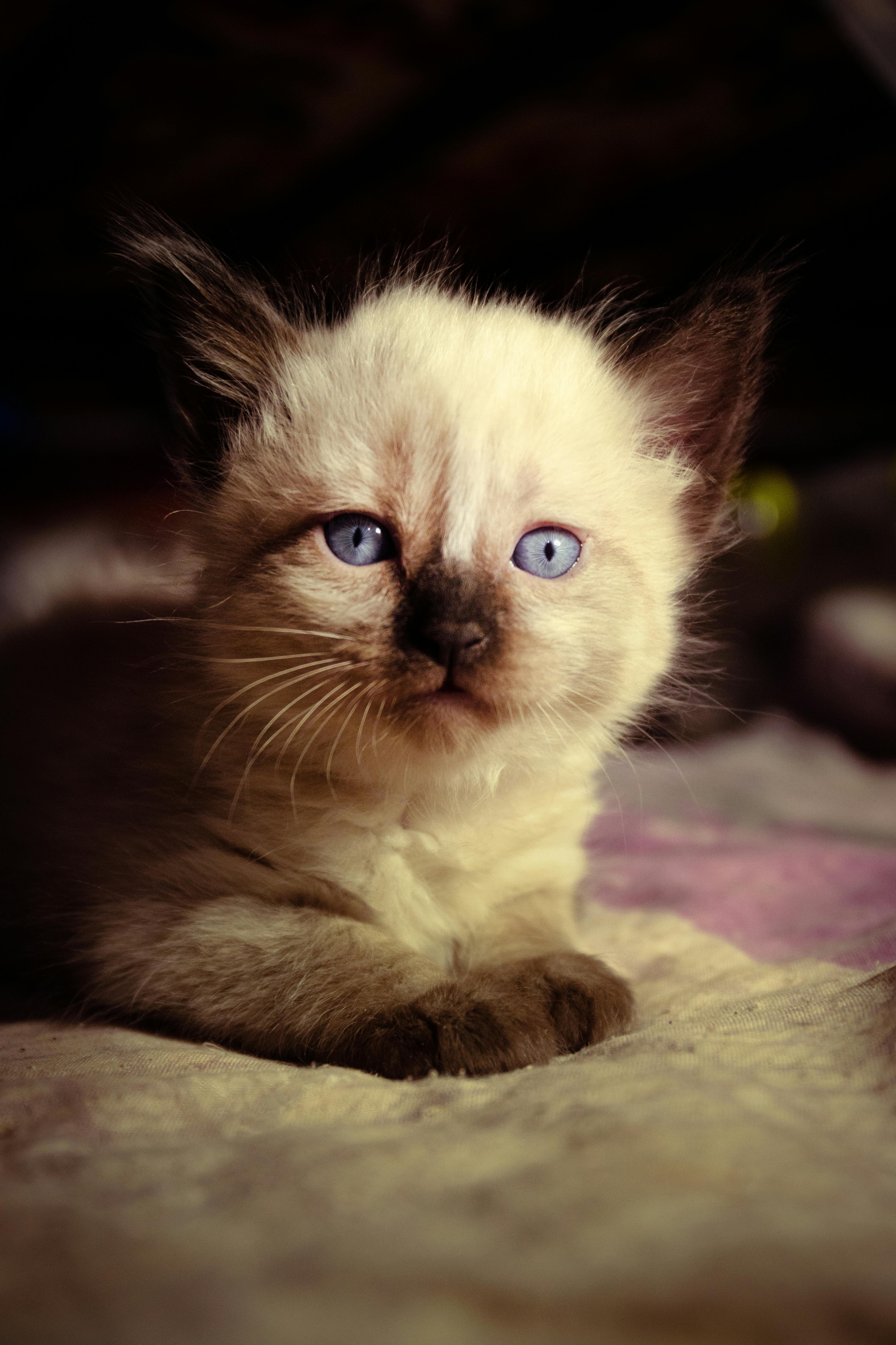 Simba