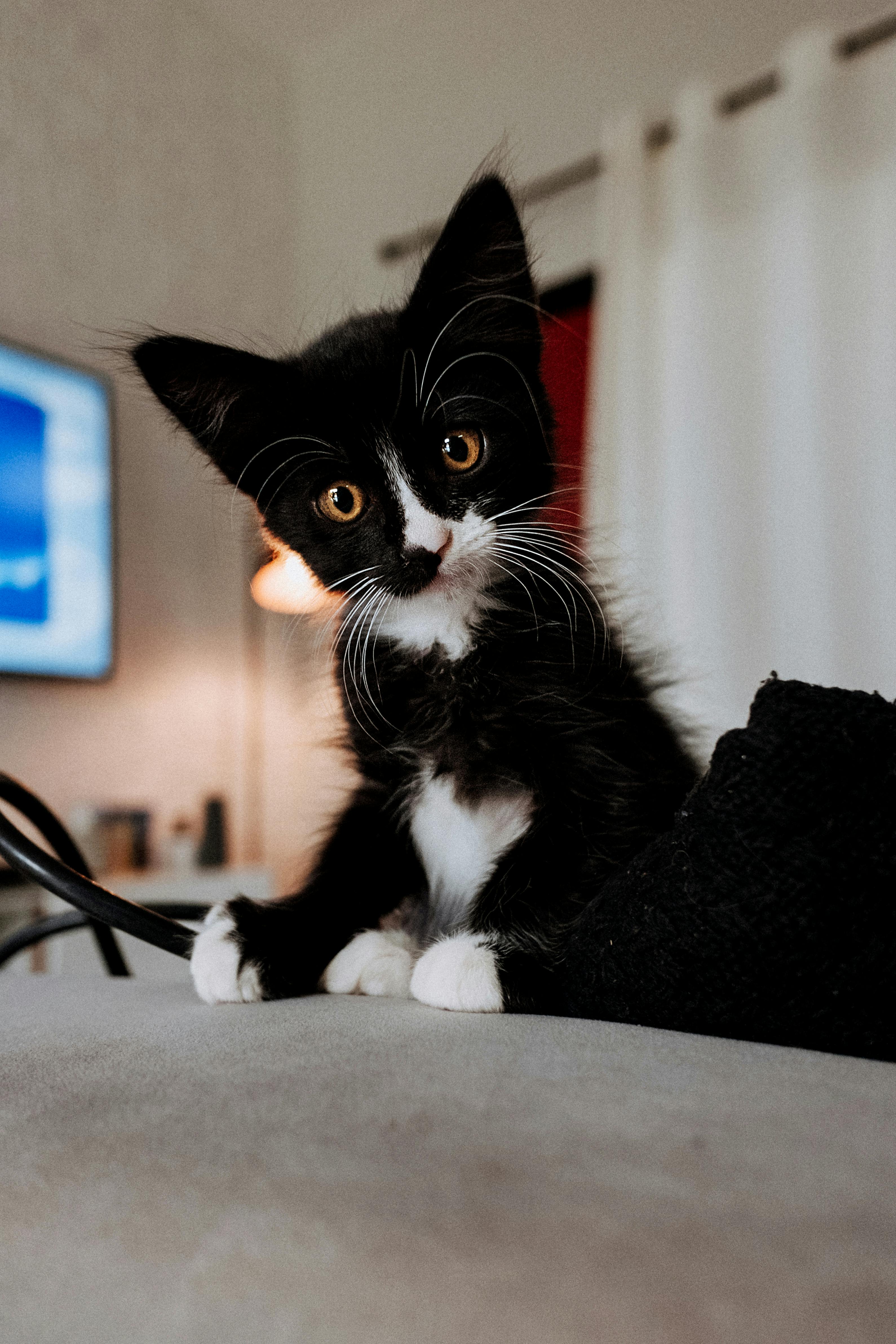Nala